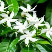 茉莉花の画像