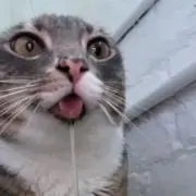 おーいお茶の画像