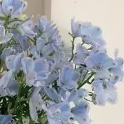 riseの画像