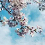 バフェットの画像