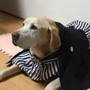 くうちゃんの画像