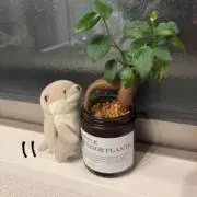 おもちの画像