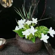 ふらここの画像