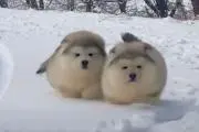 ちょこの画像