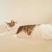 ポチ