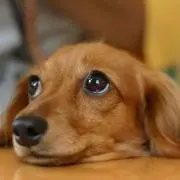 スポンジjim