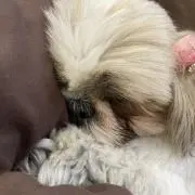 ひまわり☆。.:＊・゜