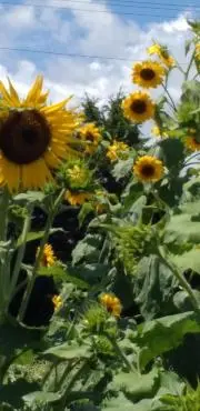 あんころ