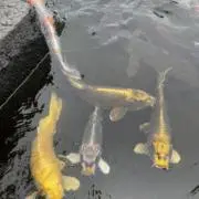 xinの画像