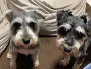 あずき大福の画像
