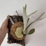 ひろの画像
