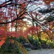 totの画像