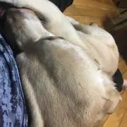 たいが