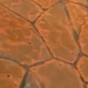 museeの画像