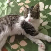 パセリ