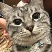 ちびころの画像