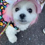 ヤッチン