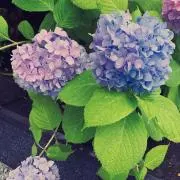 8サク