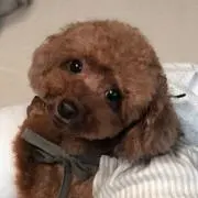 coco★交渉中でも即購入の方優先です♪の画像