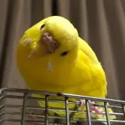 Pちゃんの画像