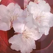 さくらっこ