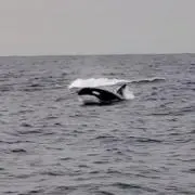 ggg1489の画像