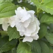 ☆SY☆の画像