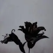 Rの画像