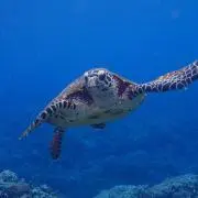 カバシー