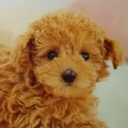 みえの画像