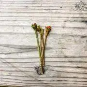こここ