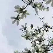 SORAの画像