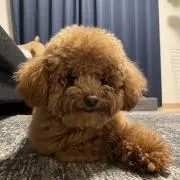 leoの画像