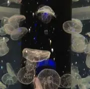 A1007の画像