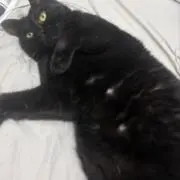 みーちゃんの画像