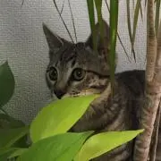 maikeruの画像