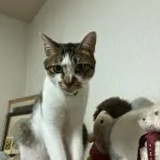 猫ちゃんラブの画像