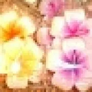 beautyangel333の画像
