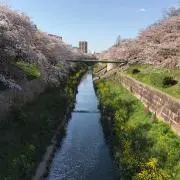きんぎょの画像