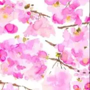 colieの画像