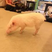 ぽこぽこ