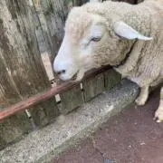 りんごちゃん