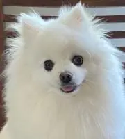 とこちゃんの画像