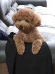 とこ