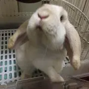 ココ