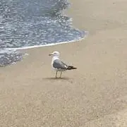 あずき34の画像