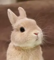 うさぎの画像