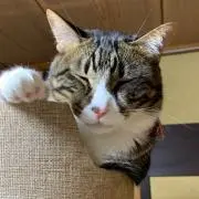 chi-の画像
