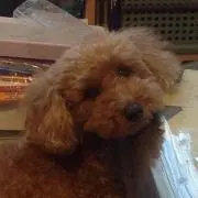 くーまま