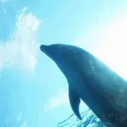 悠木